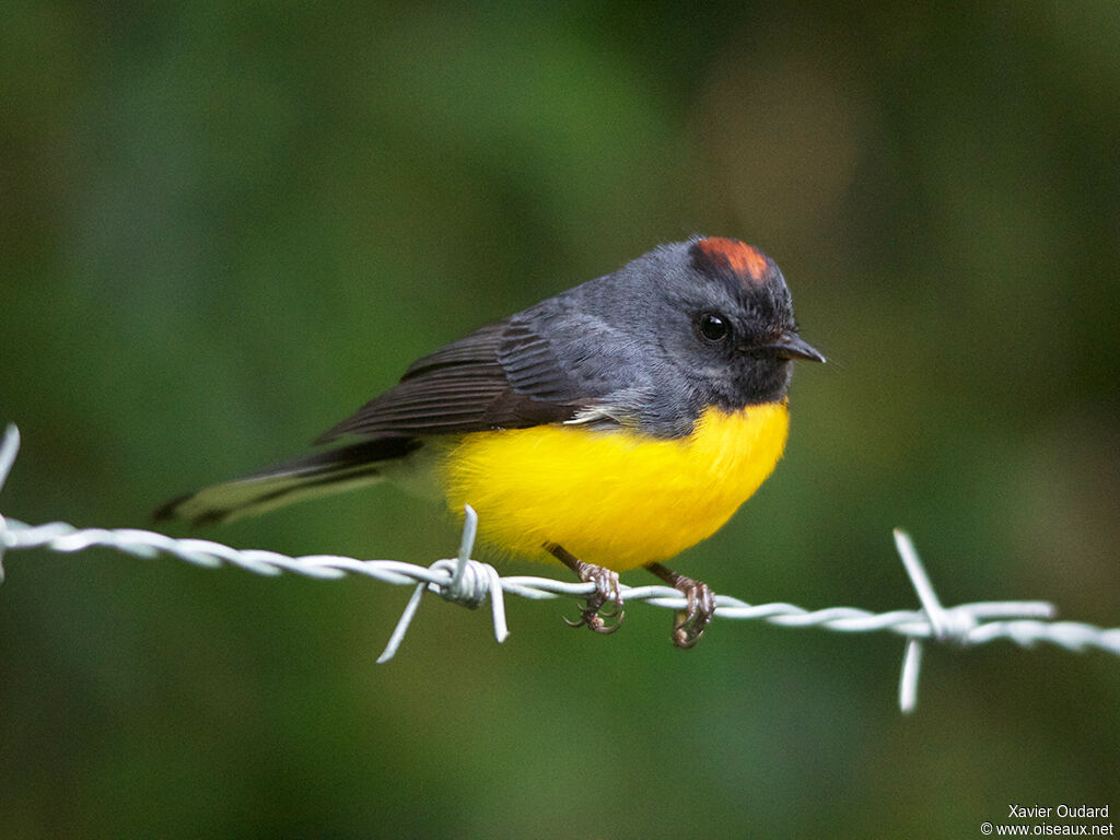 Slate-throated Whitestart