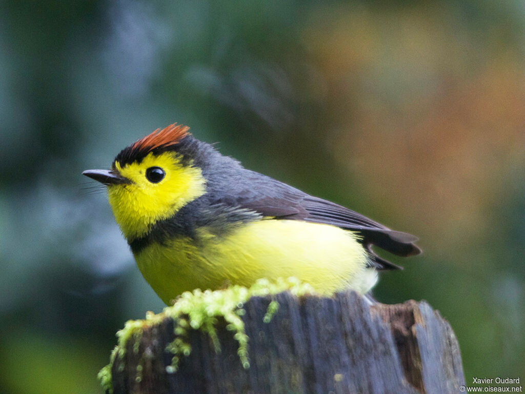 Collared Whitestart