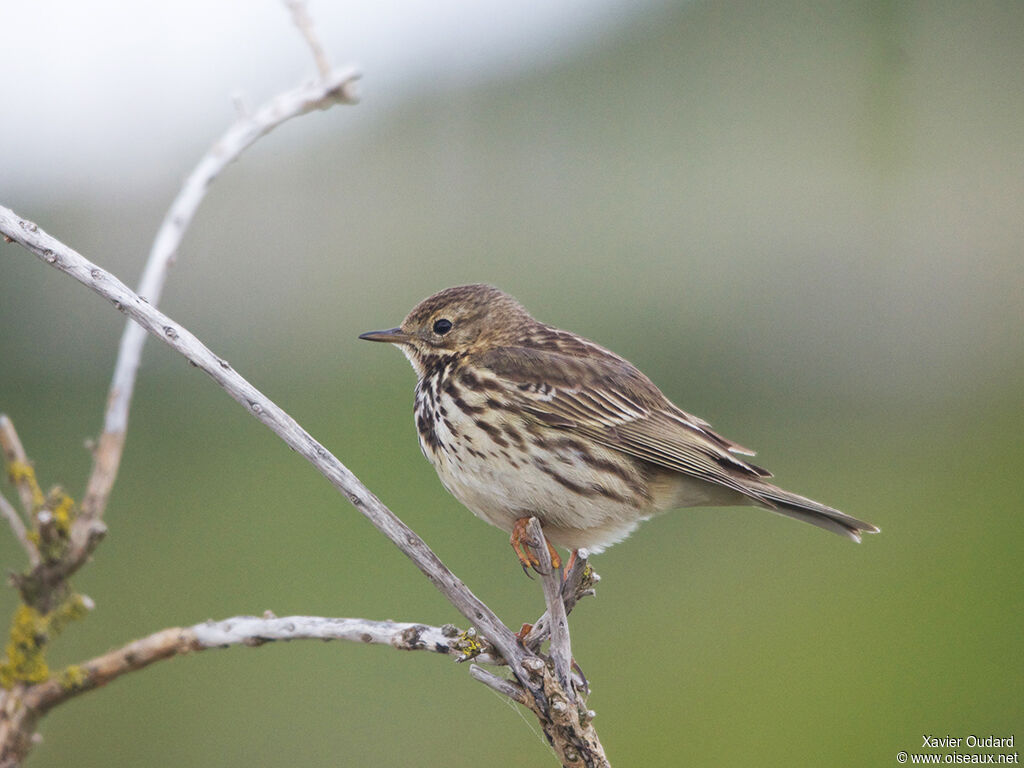 Pipit farlouse