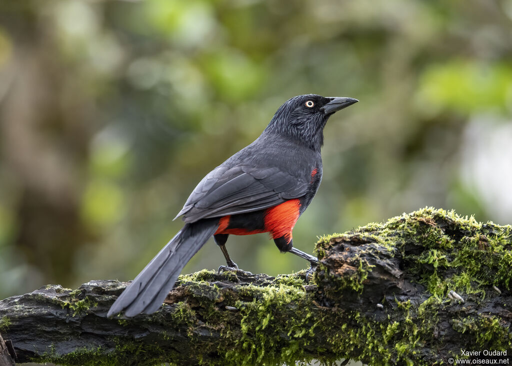 Red-bellied Grackle