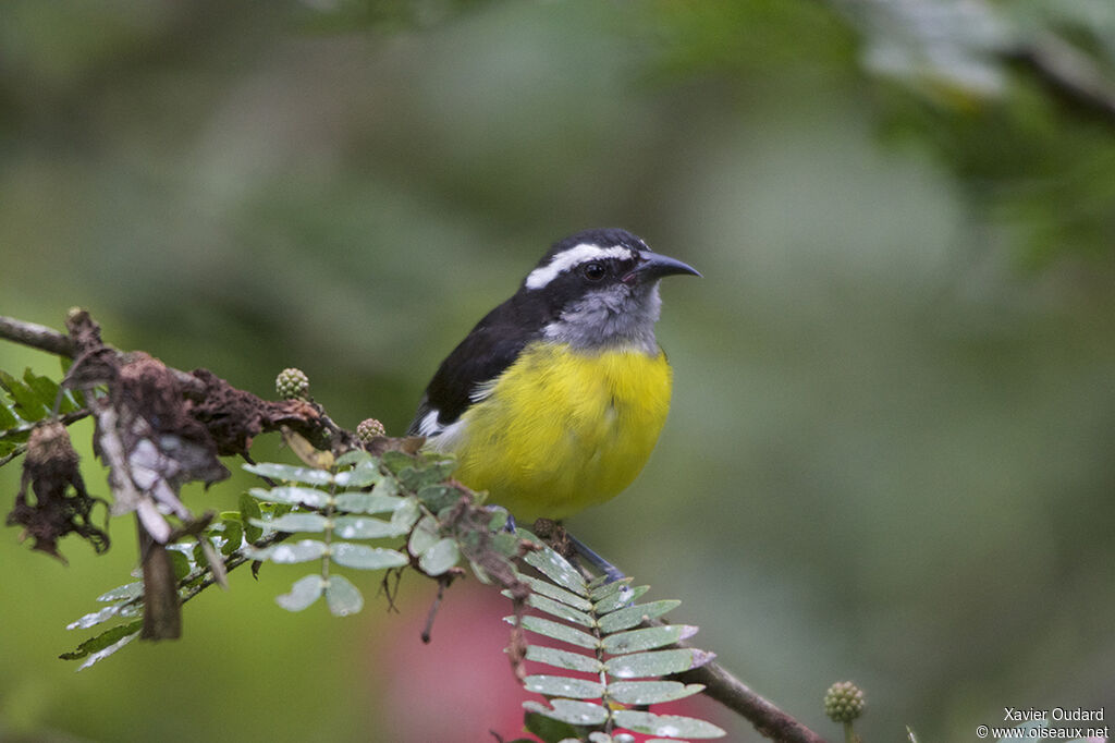 Bananaquit
