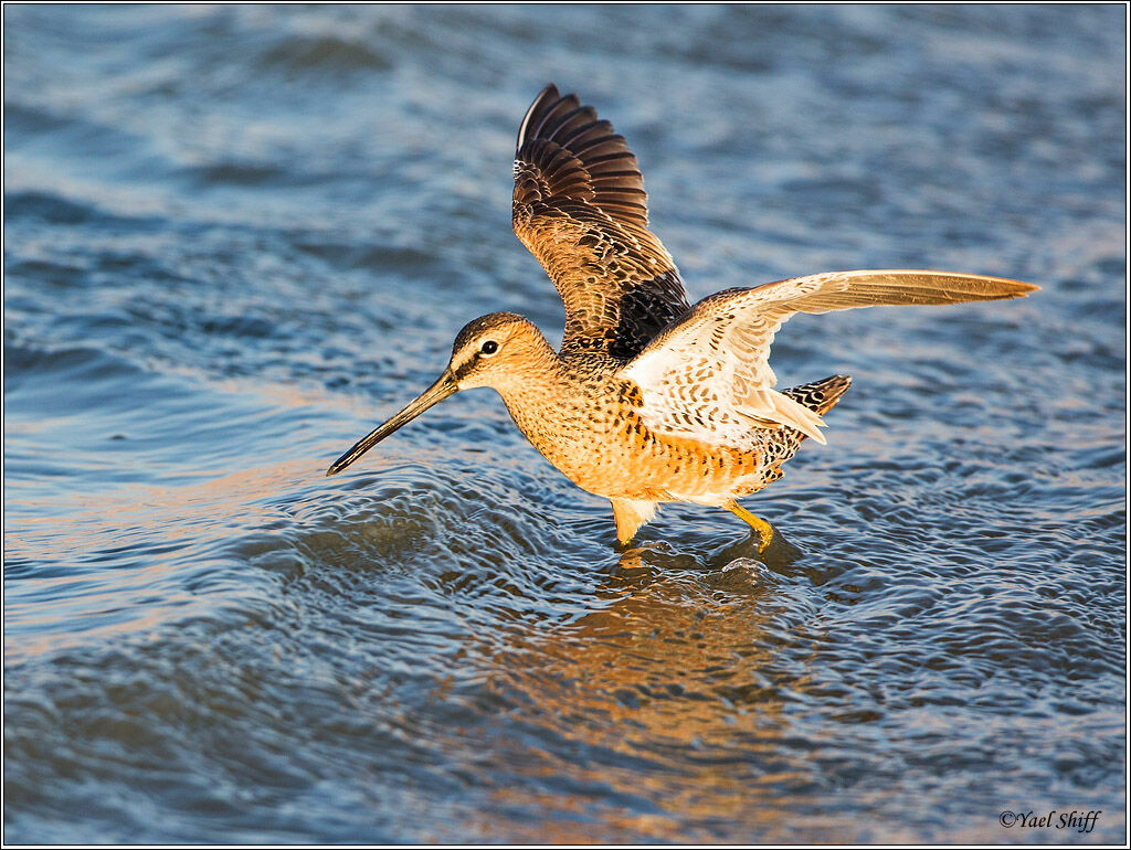 Long-billed Dowitcheradult breeding