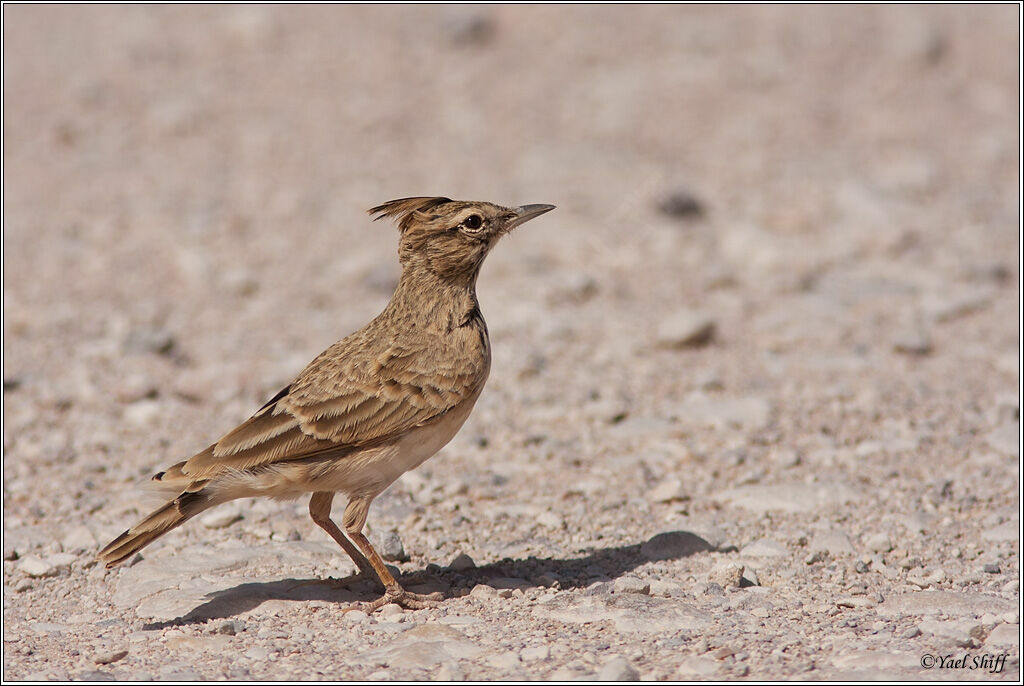 Cochevis huppé