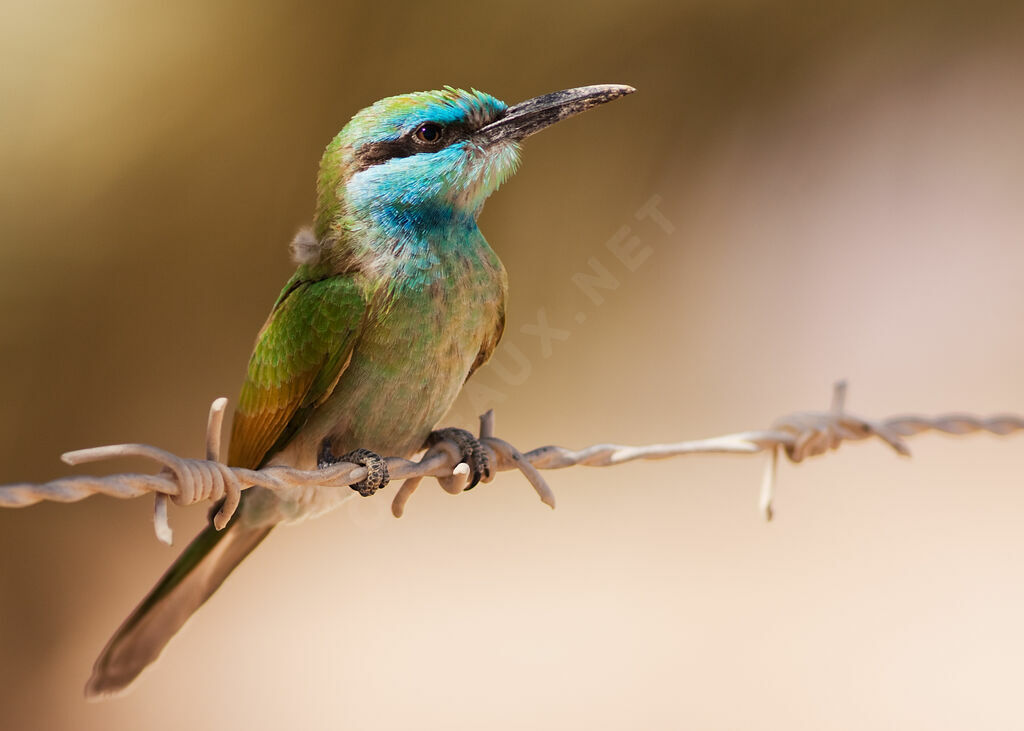 Arabian Green Bee-eaterjuvenile, identification