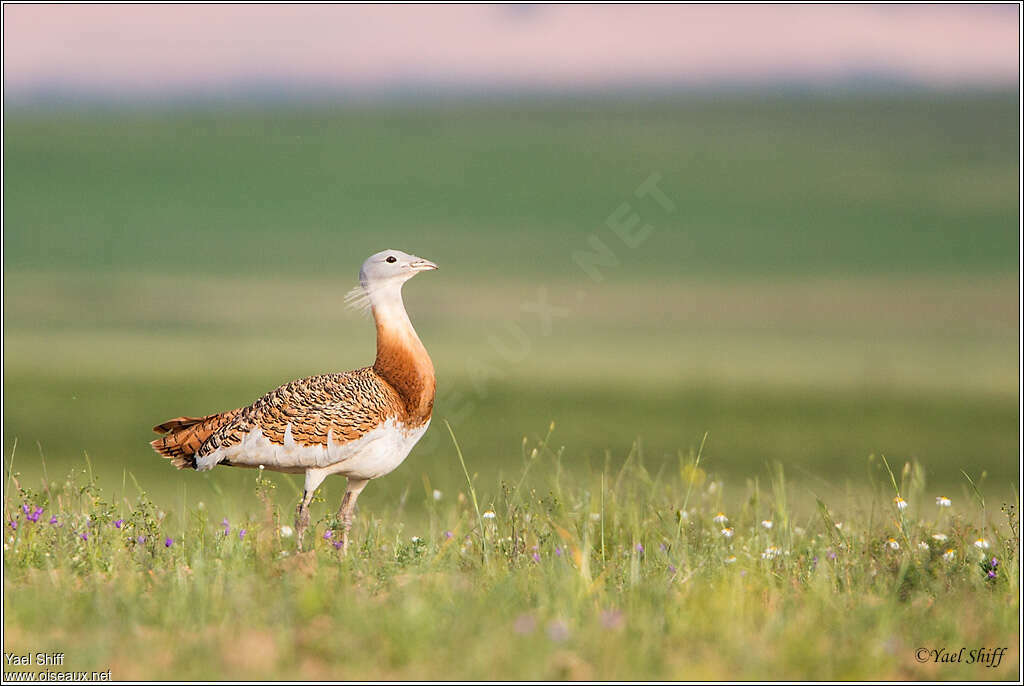 Outarde barbue mâle adulte nuptial, identification