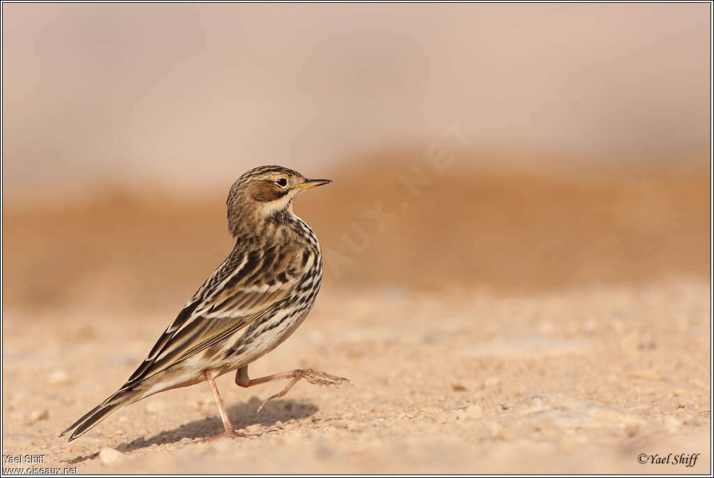 Pipit à gorge rousse, marche