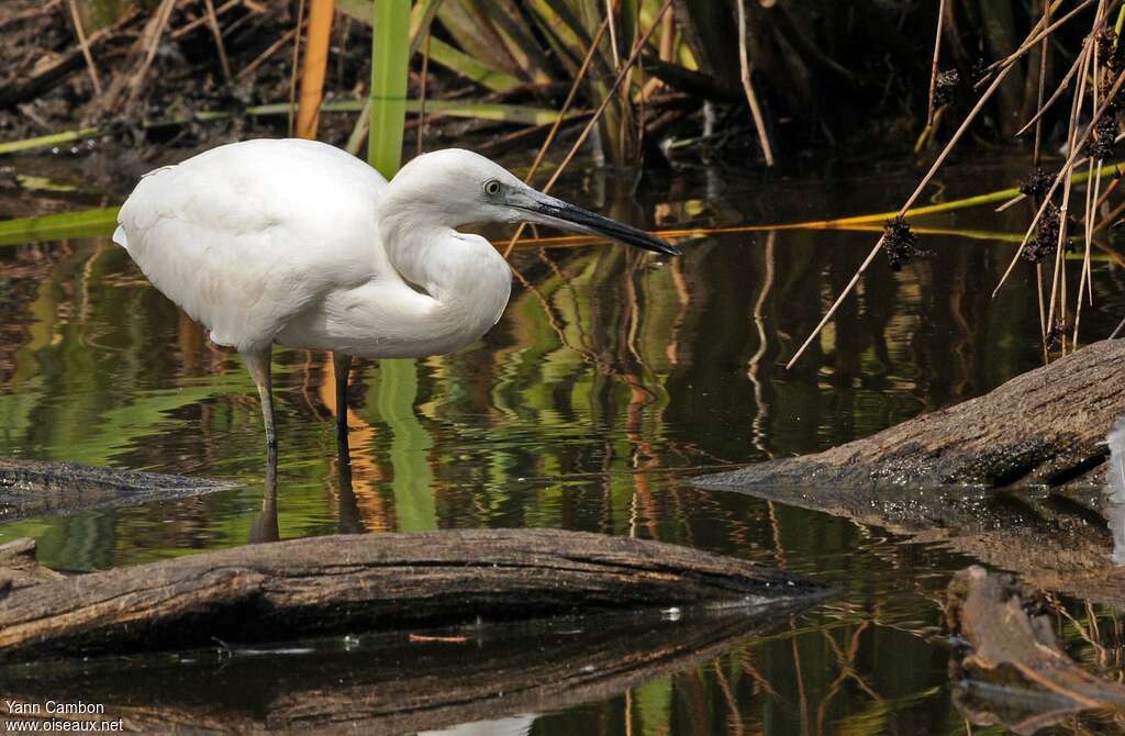Little Egret, habitat, fishing/hunting