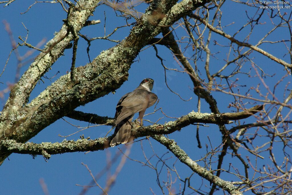Eurasian Goshawk male adult post breeding