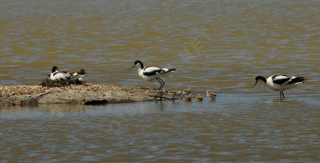 Avocette élégante