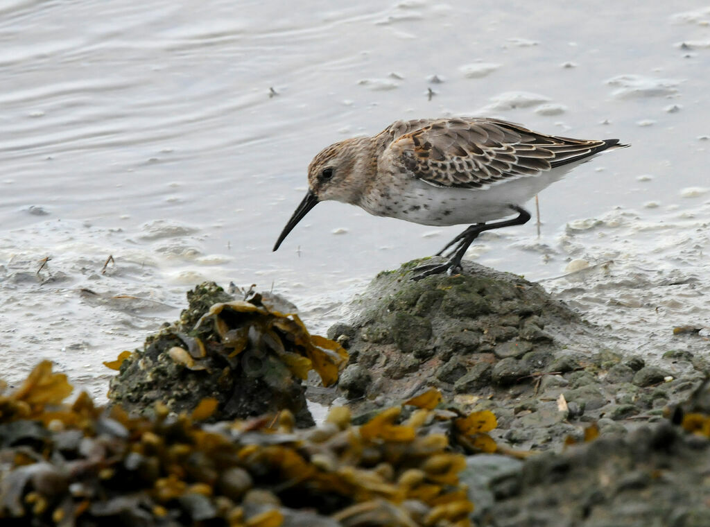 Bécasseau variable