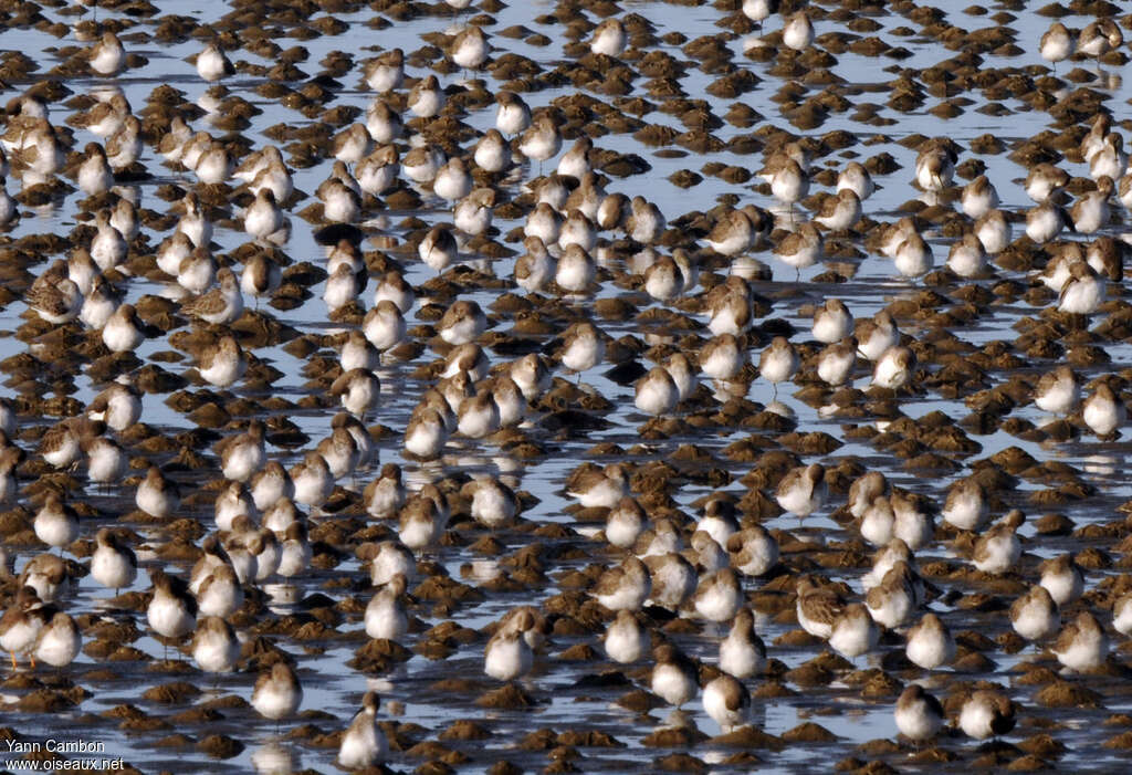 Bécasseau variable, Comportement