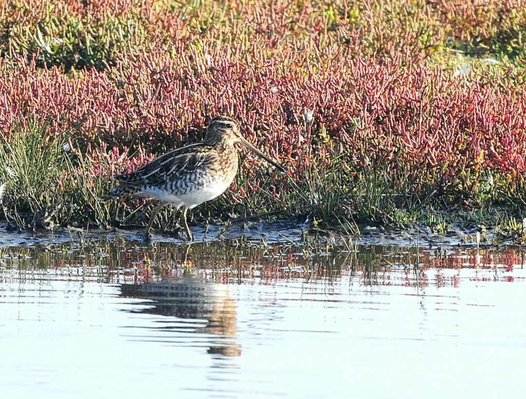 Common Snipe