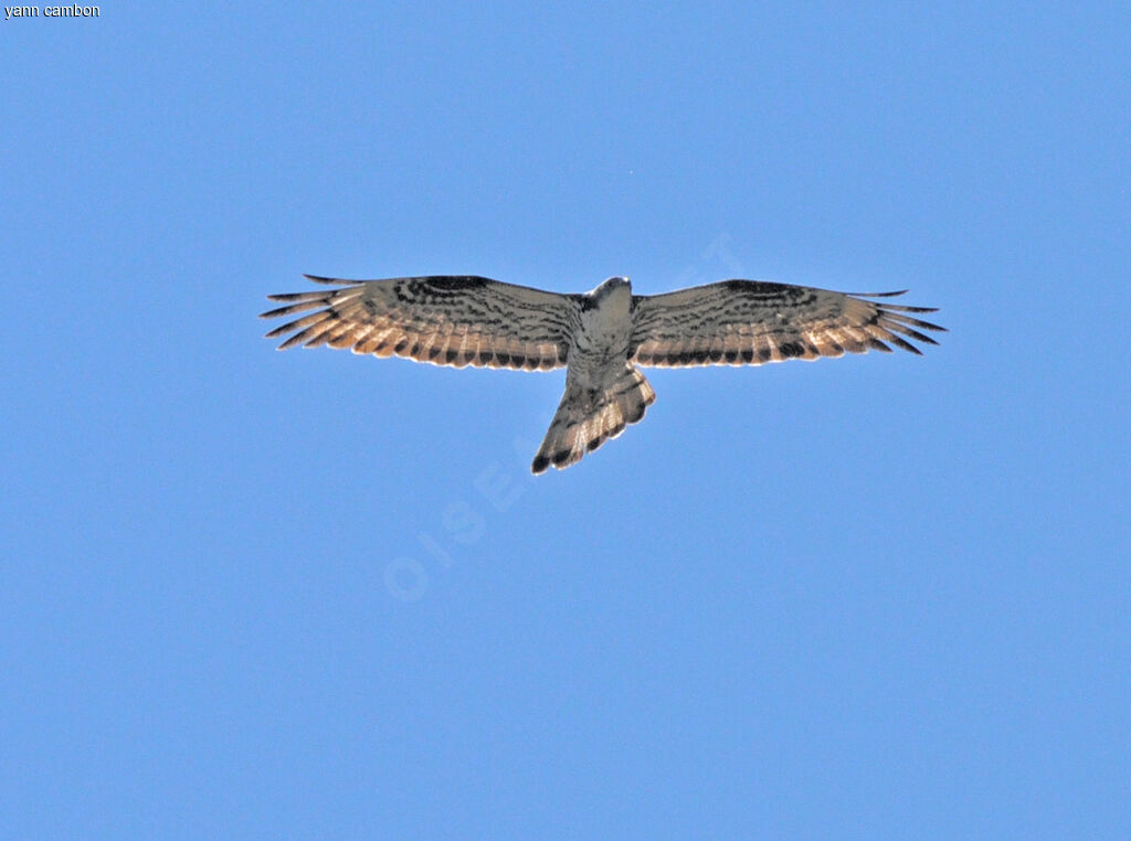 European Honey Buzzard