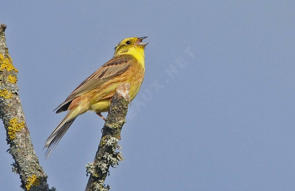 Yellowhammer male adult breeding