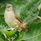Bulbul de Conrad