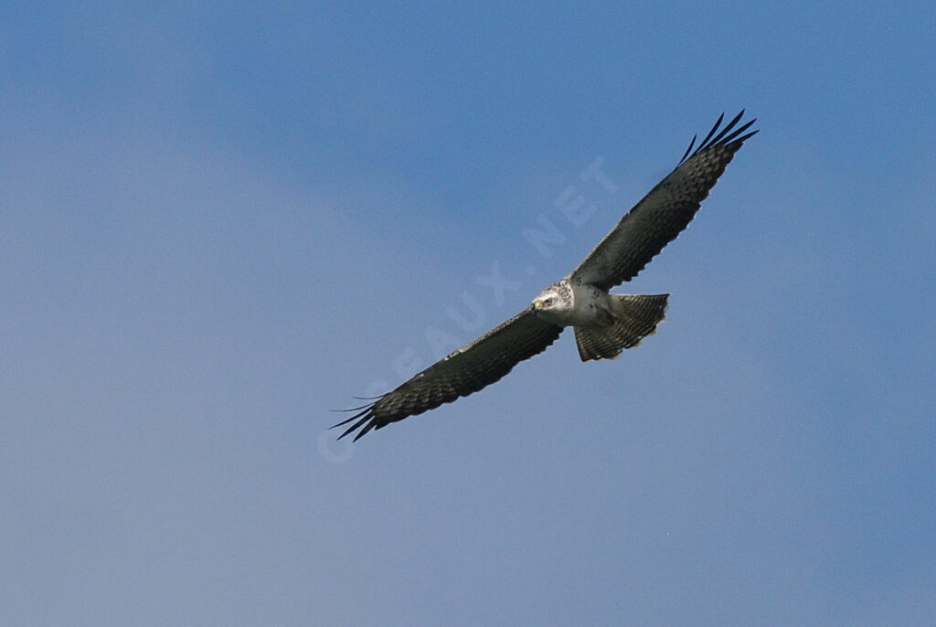 Buse variable