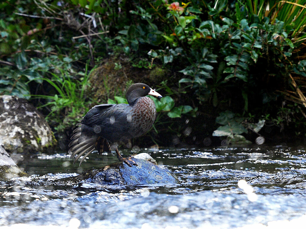 Blue Duck