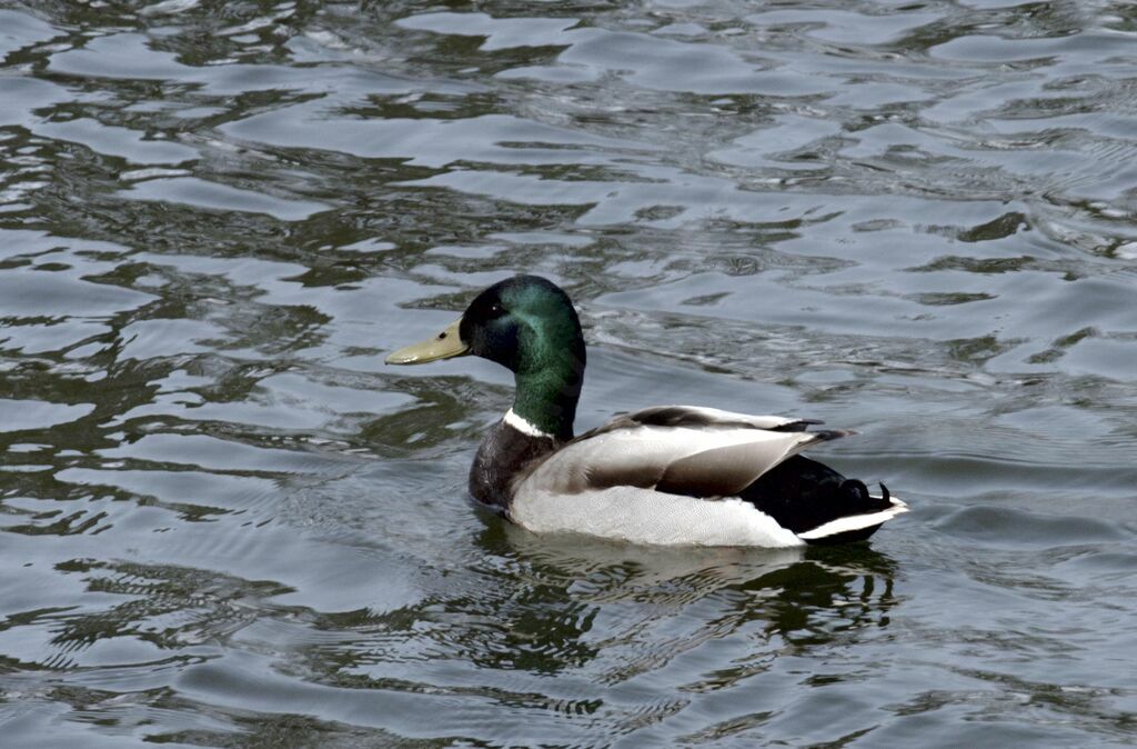 Canard colvert mâle adulte nuptial
