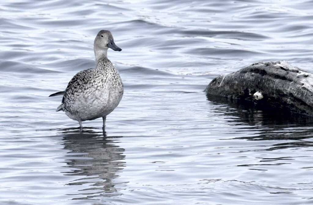 Canard pilet femelle adulte