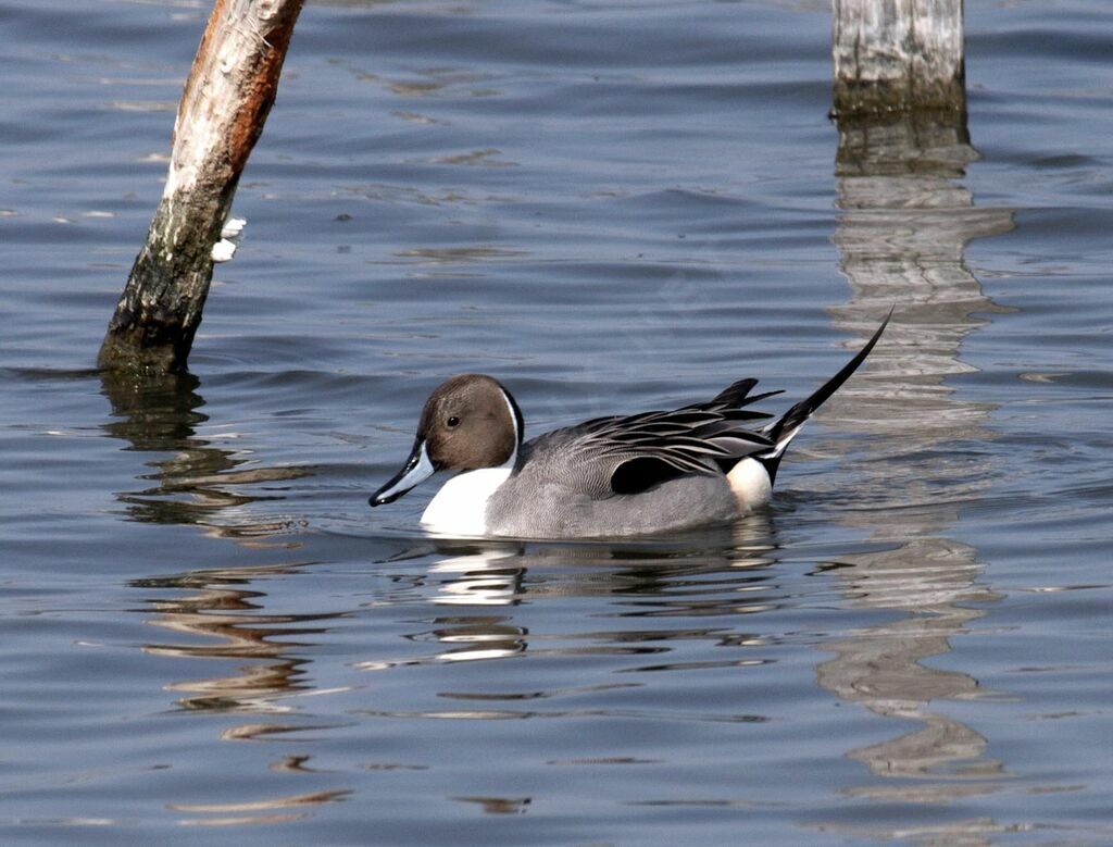 Canard pilet