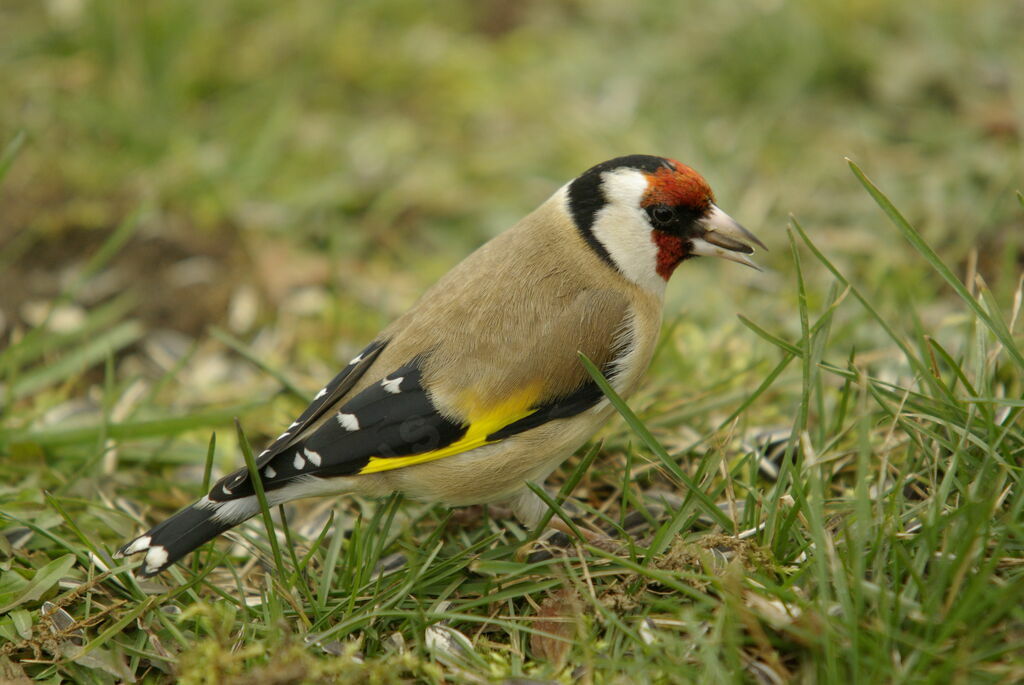 Chardonneret élégant