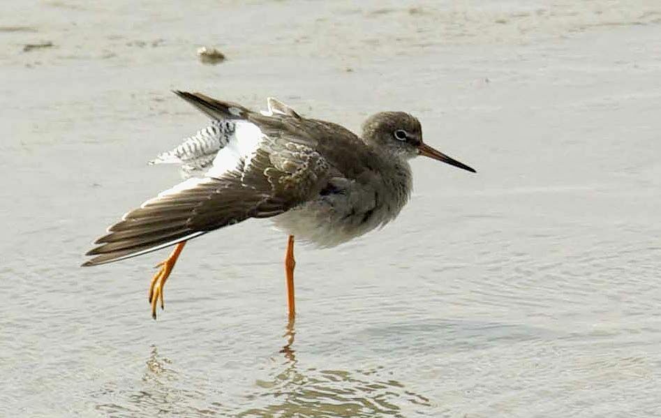 Common Redshank