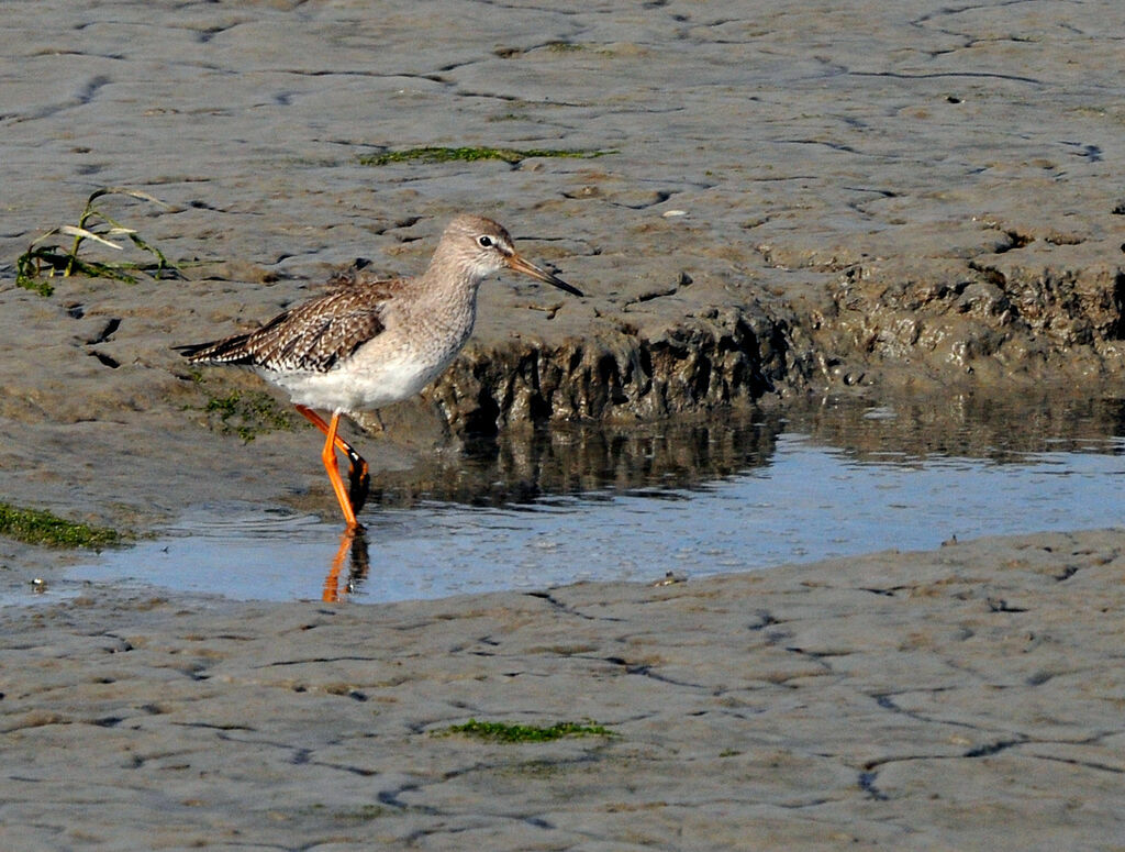 Common Redshank