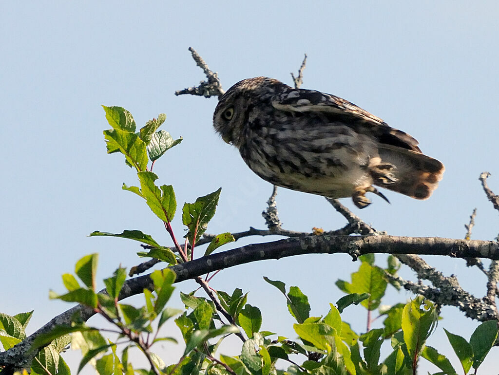 Little Owl