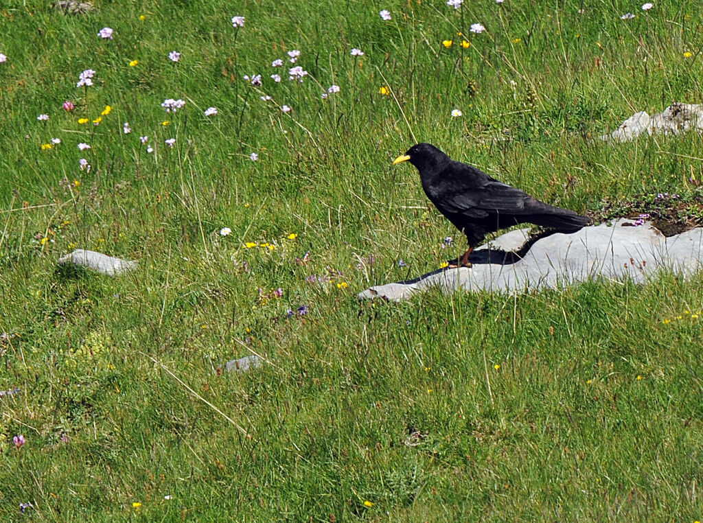 Alpine Chough
