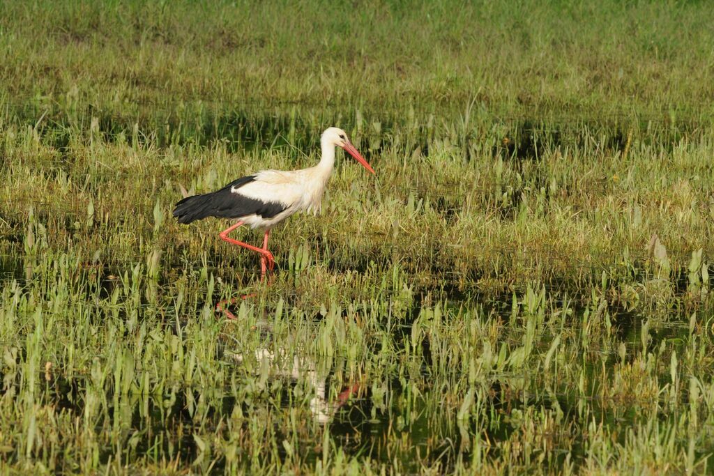 White Stork