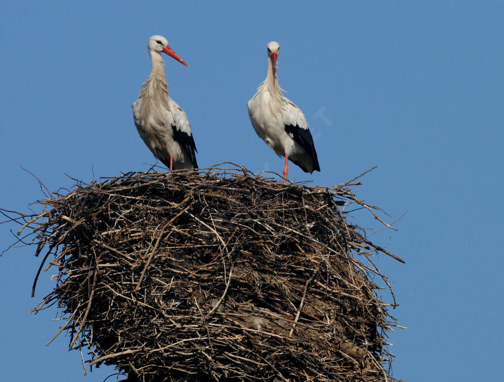 White Stork