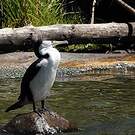 Cormoran varié