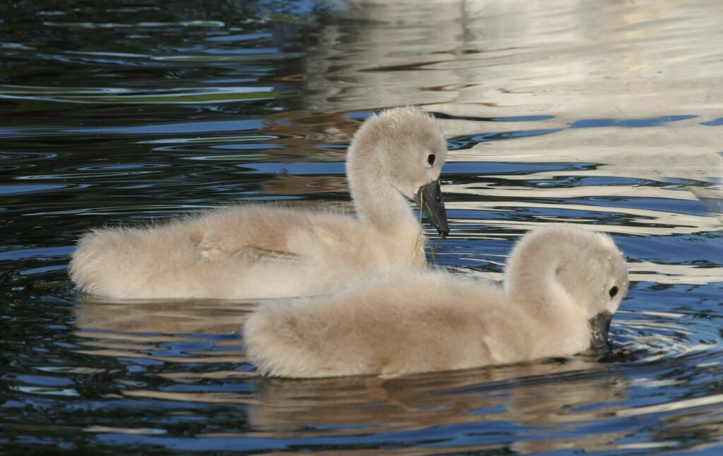 Mute Swanjuvenile