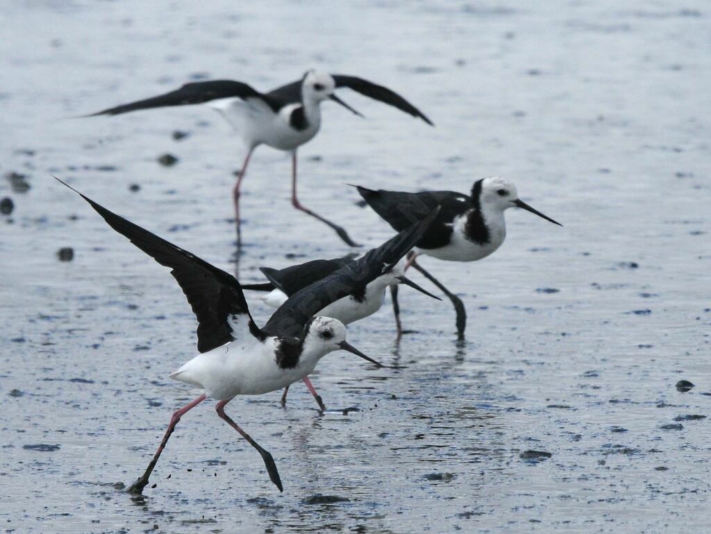 Pied Stilt