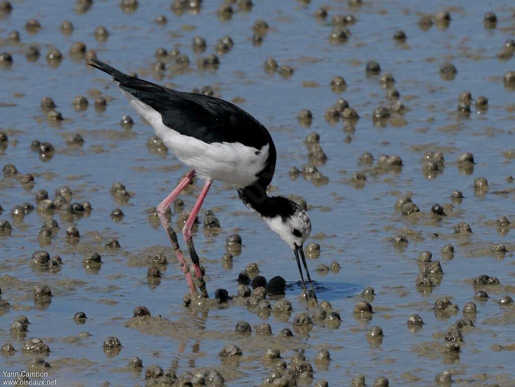 Pied Stiltadult, fishing/hunting