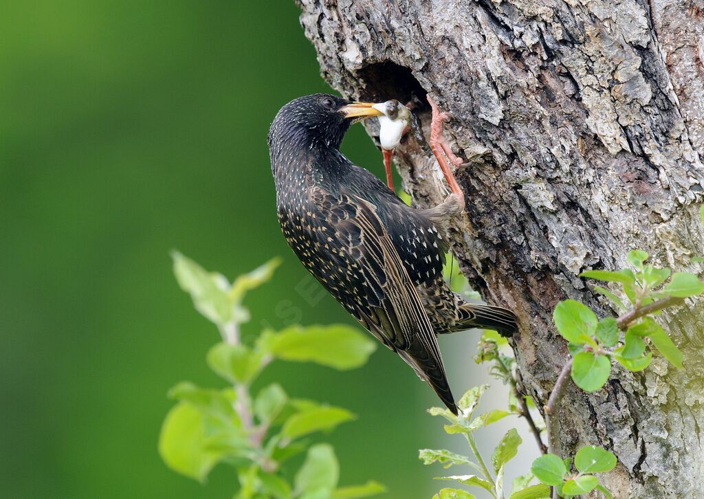 Common Starlingadult breeding