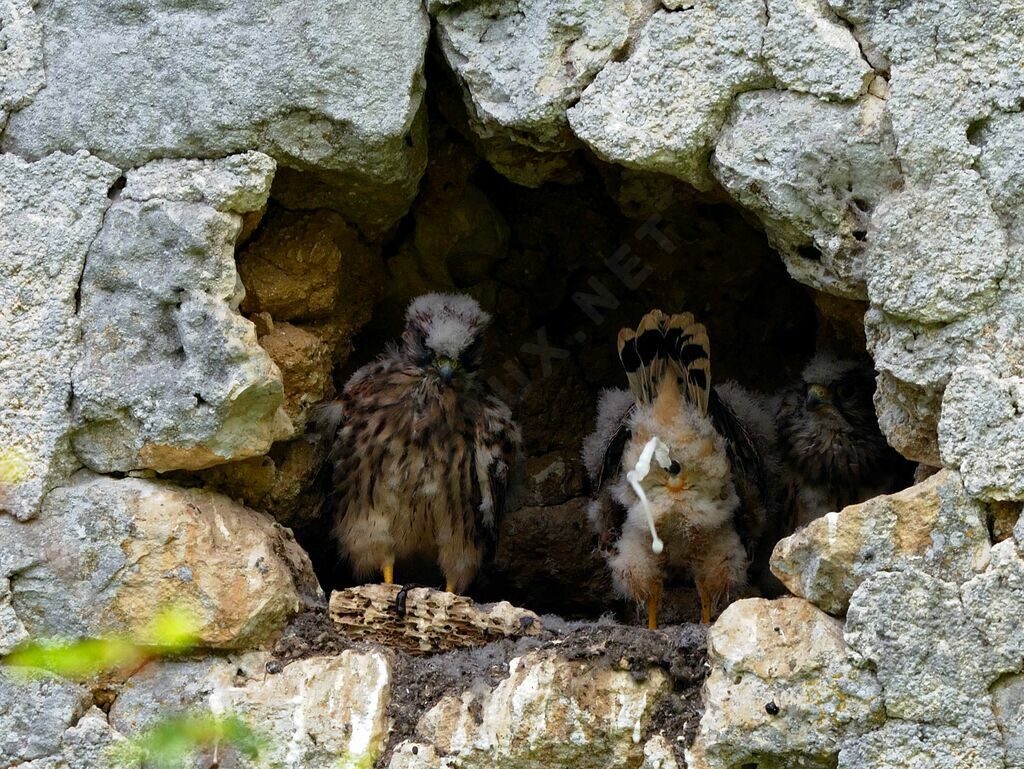 Common Kestreljuvenile