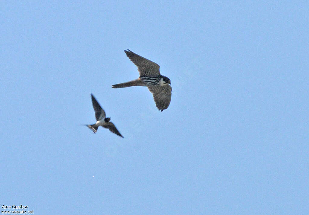 Faucon hobereau femelle adulte, pêche/chasse