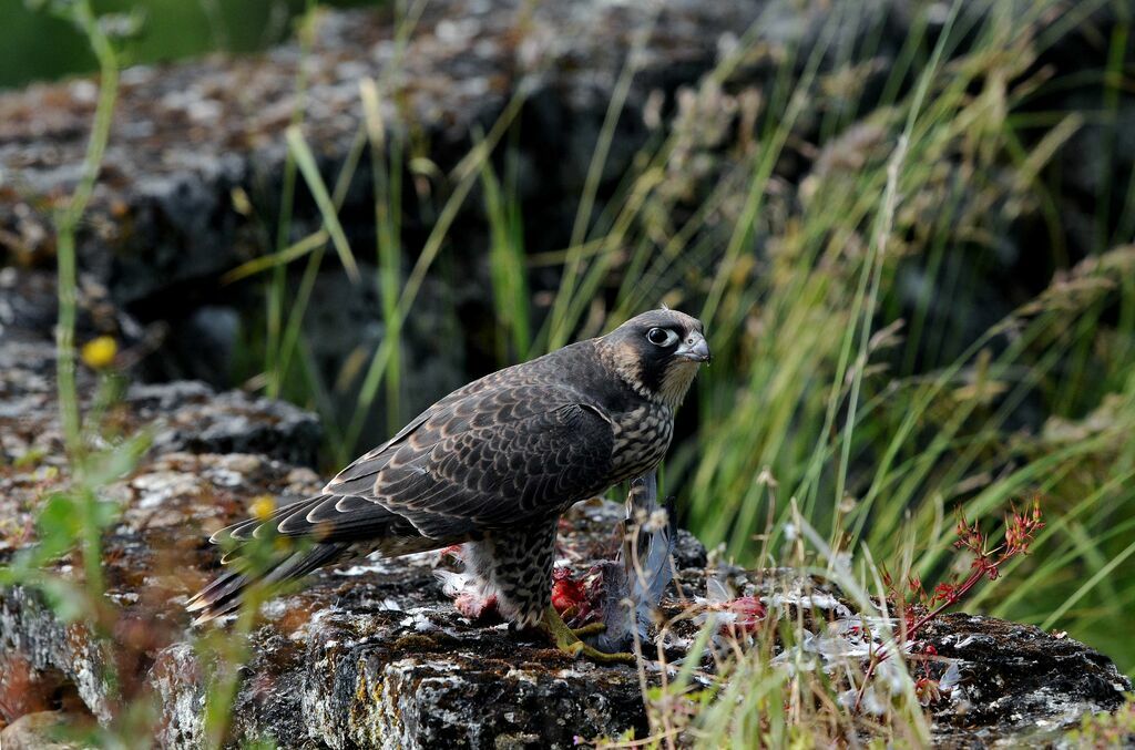 Peregrine Falcon