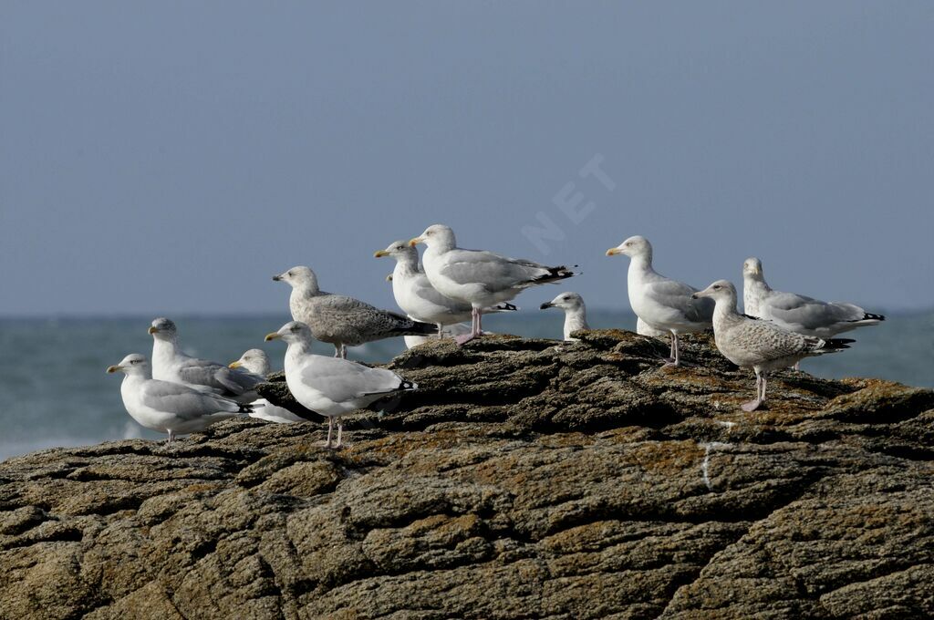 European Herring Gull