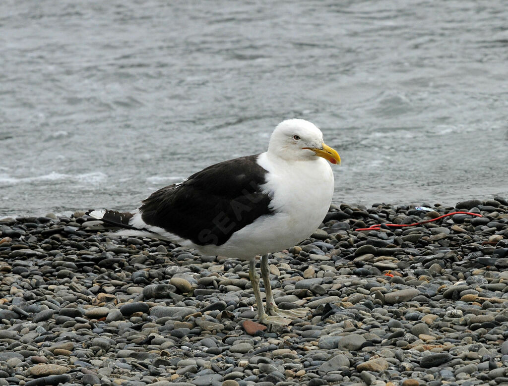 Goéland dominicain