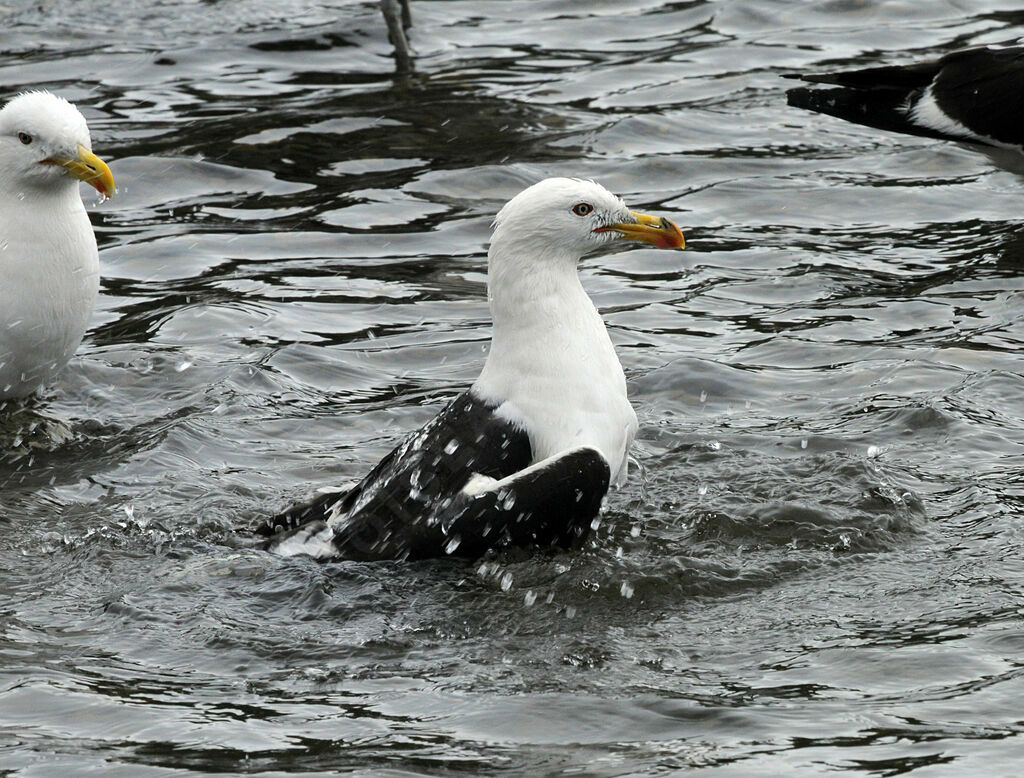 Goéland dominicain