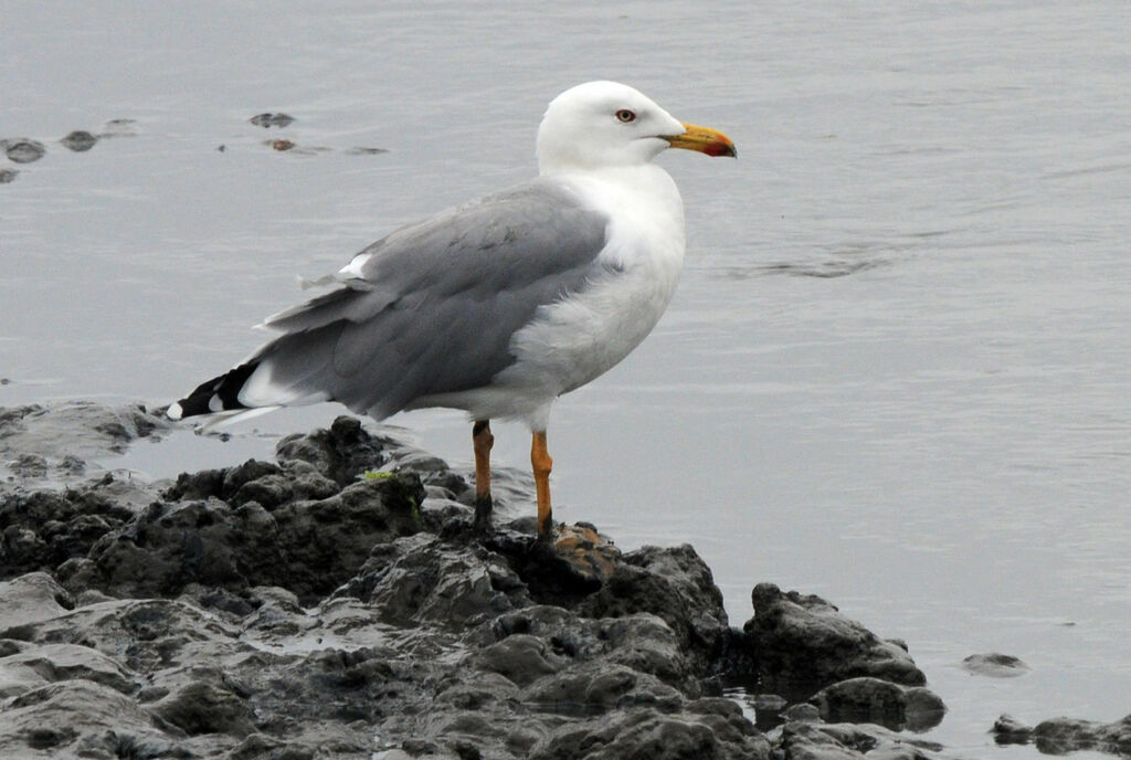 Goéland leucophée