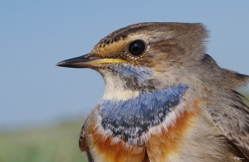Bluethroat male