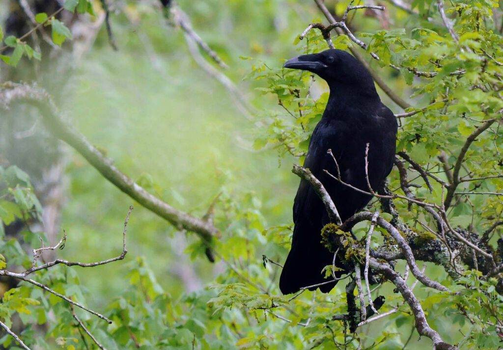Northern Ravenjuvenile