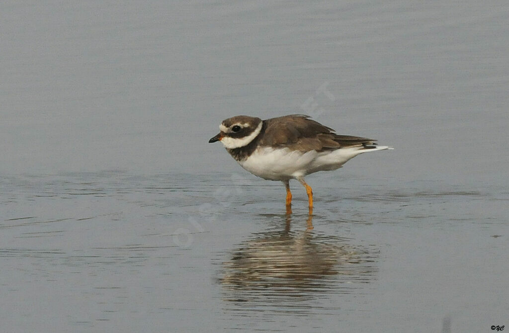Common Ringed Plover