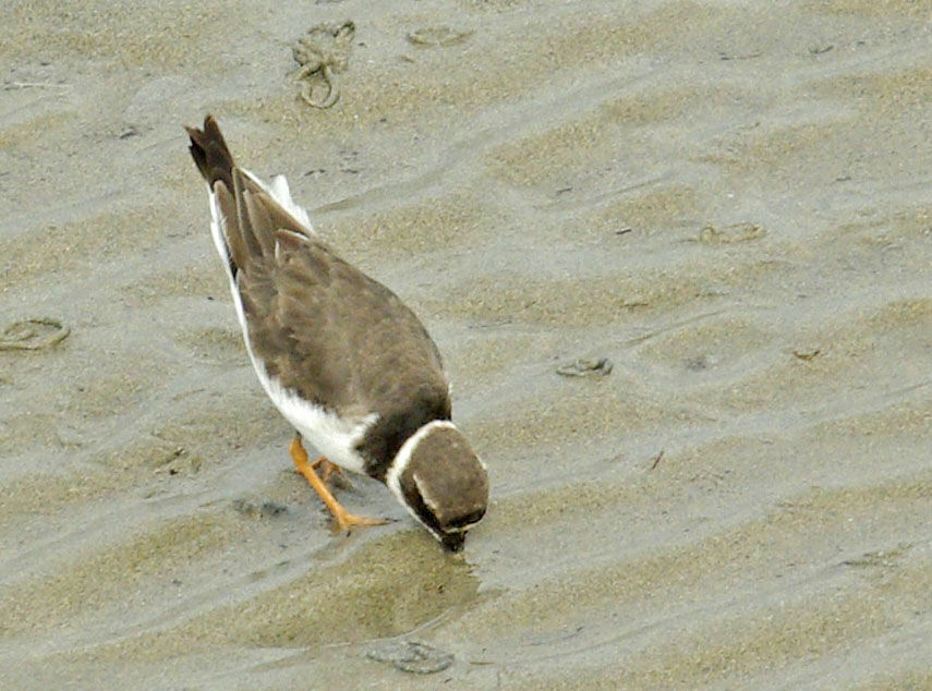 Common Ringed Plover