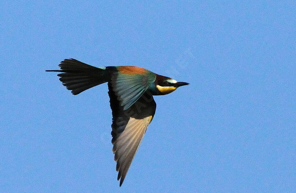 European Bee-eater