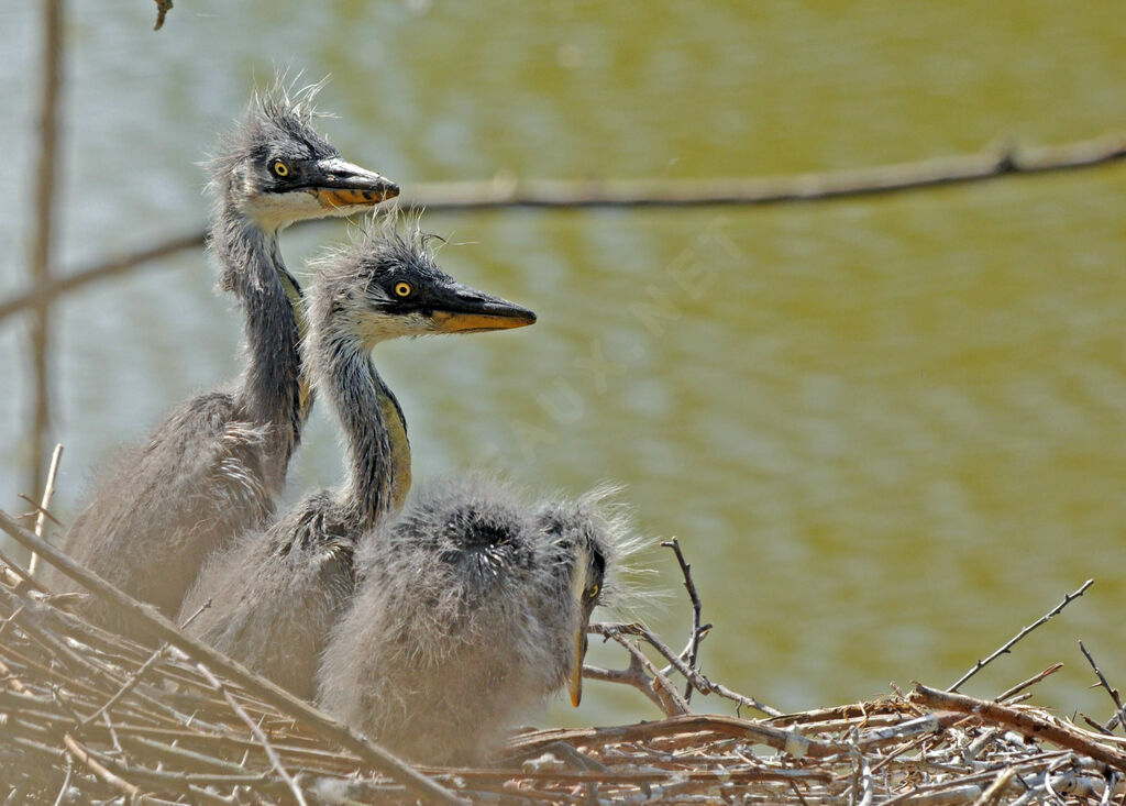 Grey Heronjuvenile