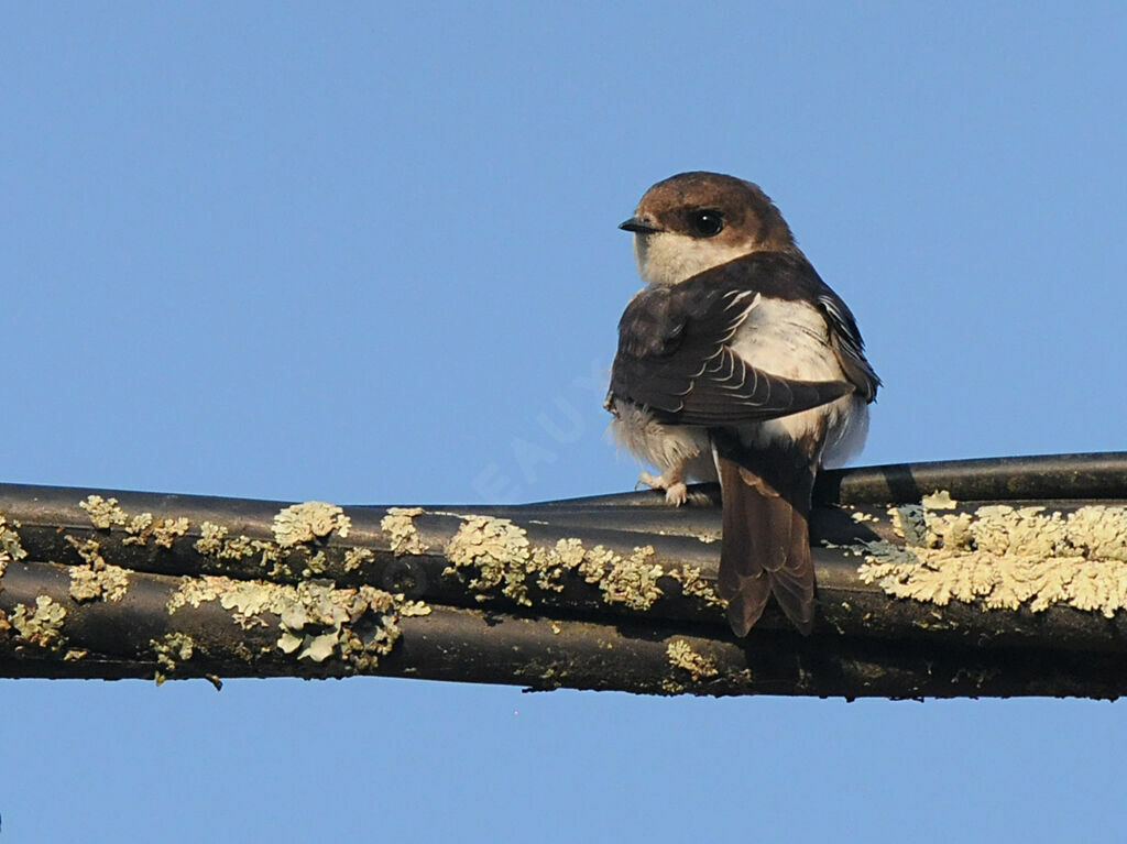 Hirondelle de fenêtre